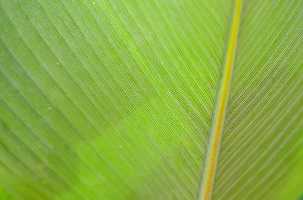 Στόκ εικόνων του closeup ενός φύλλου — Φωτογραφία Αρχείου