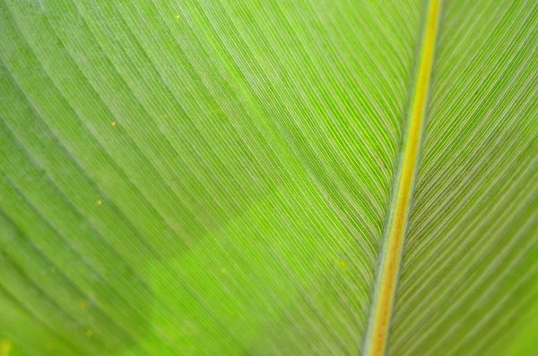 Stock image of closeup of a leaf — Stock Photo, Image