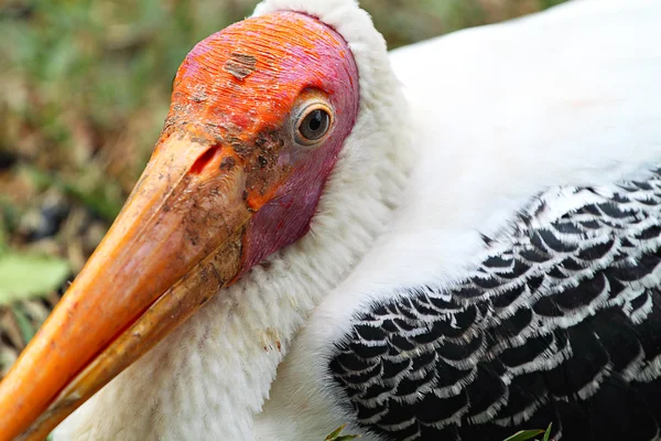 Imagem de stock de pelicano — Fotografia de Stock