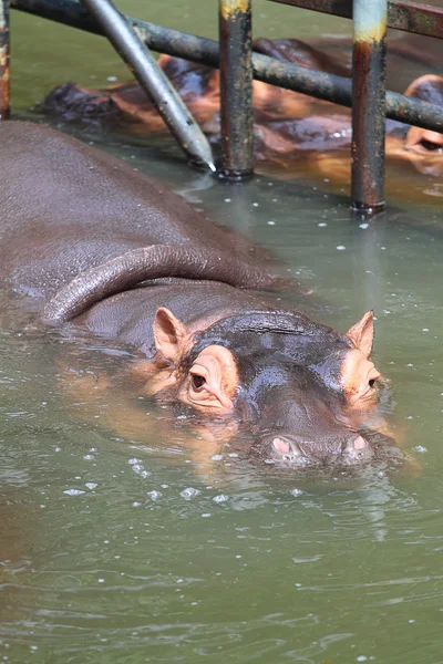 Stok Bild von Nilpferd, Nilpferd Amphibien — Stockfoto