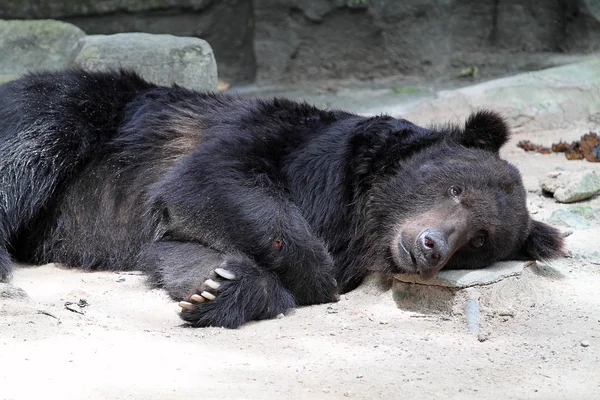 Imagem de stock de um urso — Fotografia de Stock