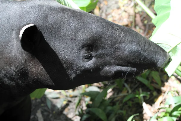Archivbild des Asiatischen Tapirs — Stockfoto