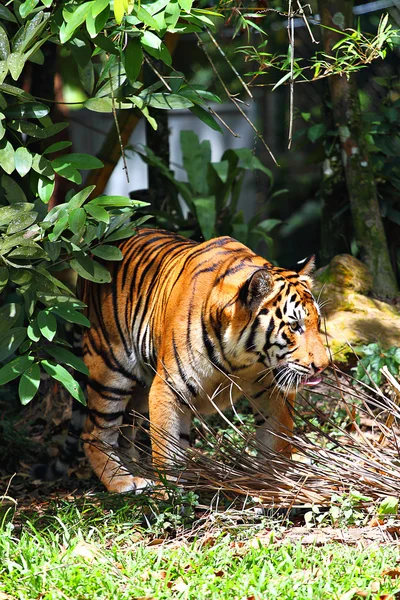 Stock kép egy tigris — Stock Fotó