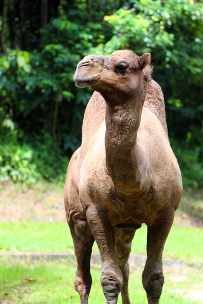 Stock image of camel — Stock Photo, Image