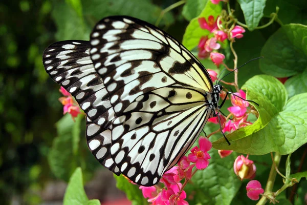 Fechar a imagem de uma borboleta — Fotografia de Stock