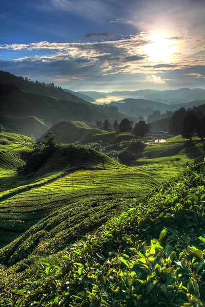 Cameron Highland, Malezya