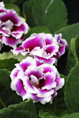 yakın çekim çiçek