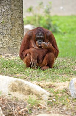 Bir orangutanın stok görüntü