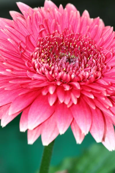 Close-up flower — Stock Photo, Image