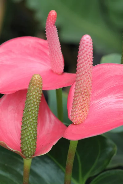 Fiore di primo piano — Foto Stock