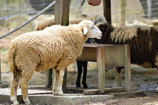 Изображение группы овец — стоковое фото