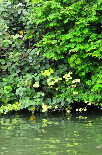 Stock beeld van bos rivier scène — Stockfoto