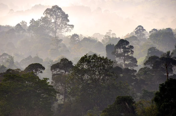 Imagen de stock de paisaje brumoso — Foto de Stock