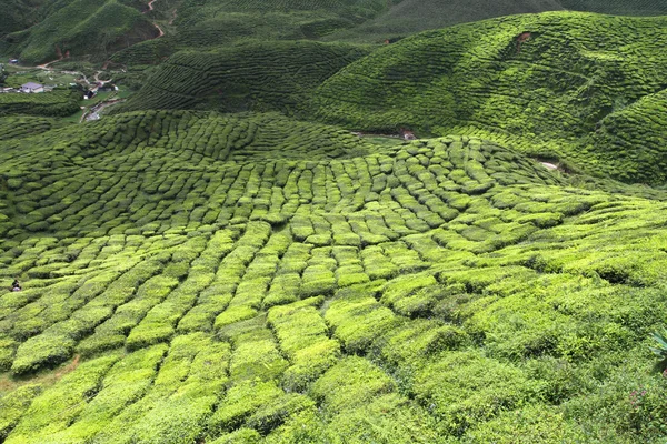 Cameron Highland, Malezja — Zdjęcie stockowe