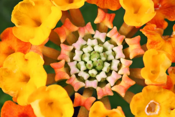 Närbild blomma — Stockfoto