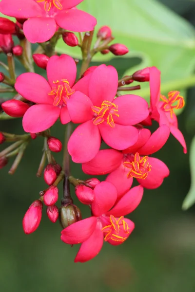 Flor de primer plano —  Fotos de Stock