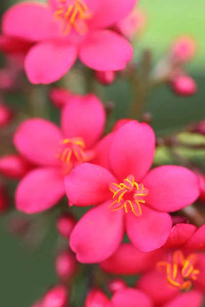 Fiore di primo piano — Foto Stock