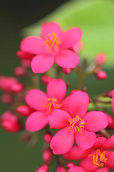 Fiore di primo piano — Foto Stock