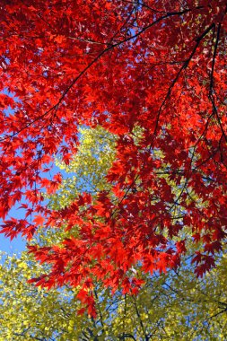 Sonbaharda yapraklar Boston'da stok görüntü