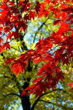 Sonbaharda yapraklar Boston'da stok görüntü