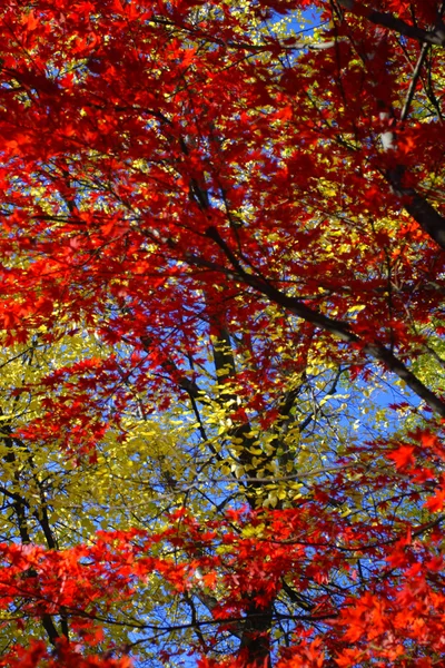 Stock image of fall foliage at Boston — Stock Photo, Image