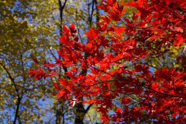 Фондовий зображенням восени листя в Бостоні — стокове фото