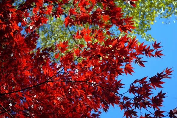 Stock image of fall foliage at Boston — Stock Photo, Image