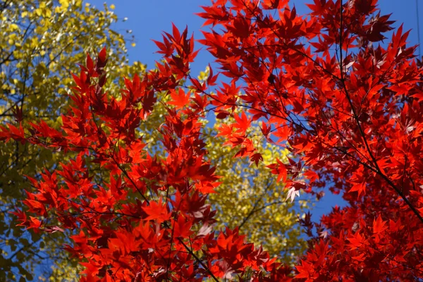 Stock image of fall foliage at Boston — Stock Photo, Image