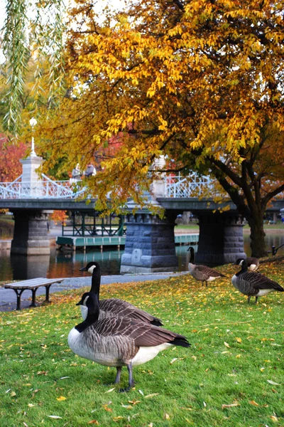 Jardim Público de Boston — Fotografia de Stock