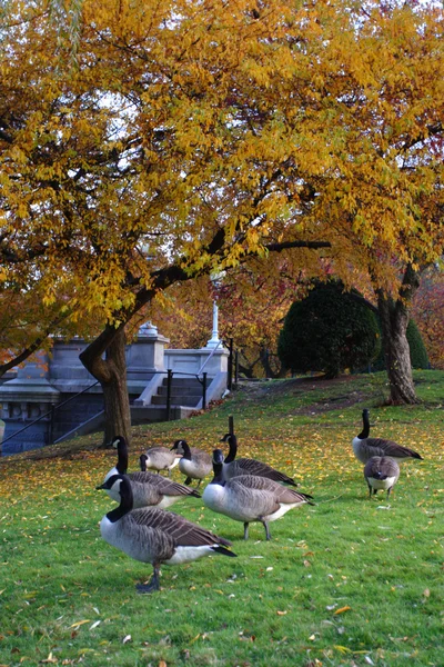 Jardim Público de Boston — Fotografia de Stock