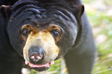 Bir ayının stok görüntü