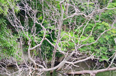 Orman nehir sahneleri