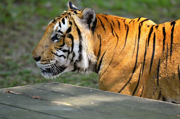 Stock image of a tiger — Stock Photo, Image