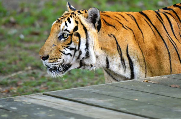 Lager bild av en tiger — Stockfoto