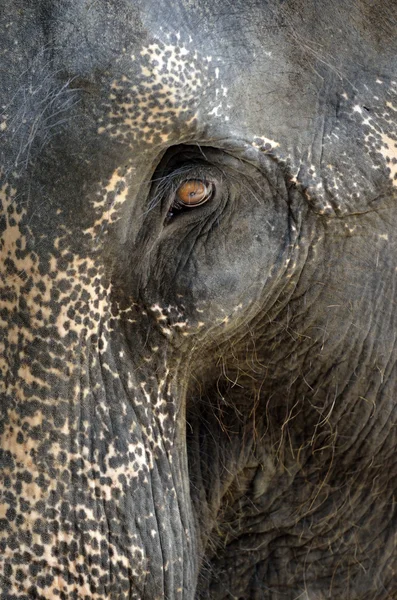 Elefante perto com belo olho laranja — Fotografia de Stock