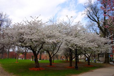Boston halk bahçesinde bahar sırasında kiraz çiçeği