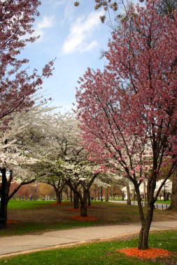 Boston halk bahçesinde bahar sırasında kiraz çiçeği