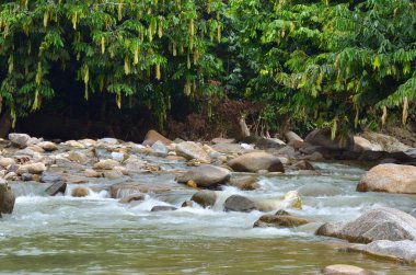 Janda Baik nehir, Malezya