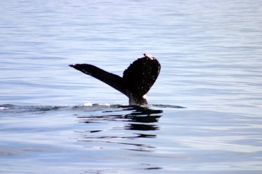 Kuyruk yüzgeci gri balina Atlantik