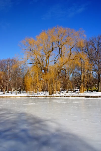 Stock imagen de un invierno nevando en Boston, Massachusetts, EE.UU. — Foto de Stock