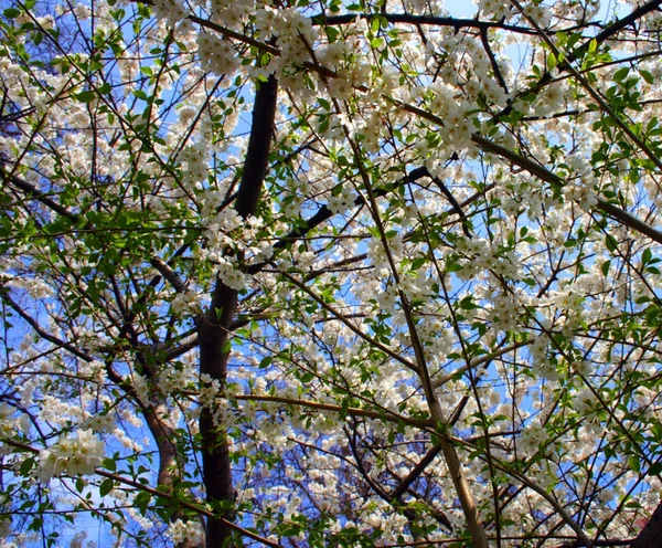 春の間にボストン パブリック ガーデンの桜 — ストック写真