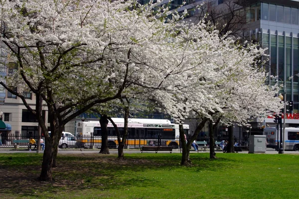 Kirschblüte im öffentlichen Garten von Boston im Frühling — Stockfoto