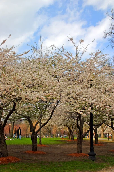 春の間にボストン パブリック ガーデンの桜 — ストック写真