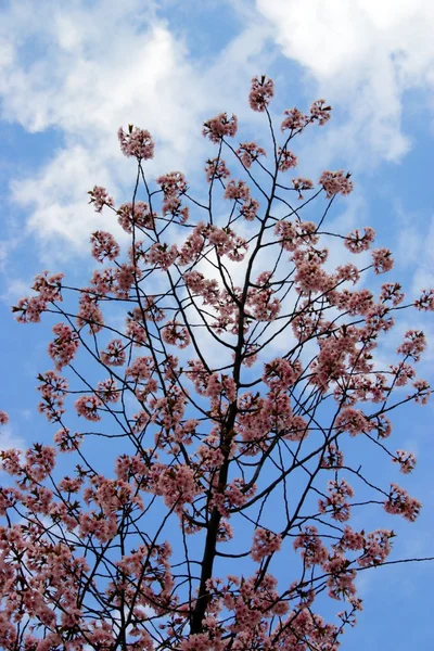 Cherry Blossom in Boston Public Garden during spring — Stock Photo, Image