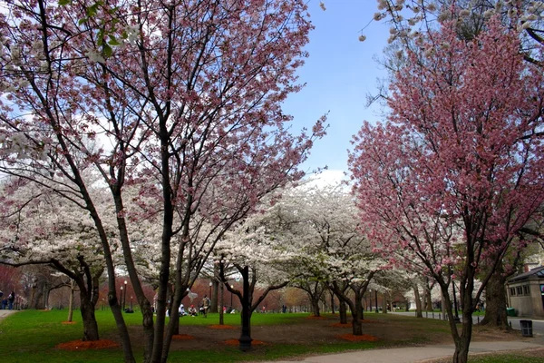 春の間にボストン パブリック ガーデンの桜 — ストック写真