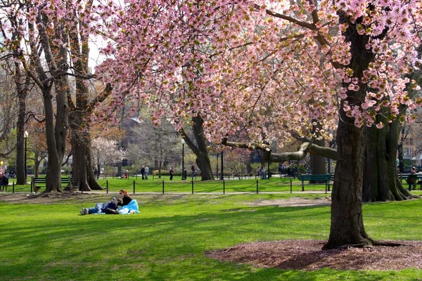 Boston Common ve kamu Bahçe, ABD — Stok fotoğraf