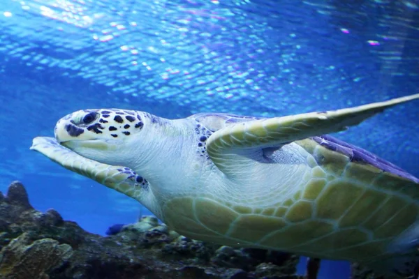 Groene zeeschildpad zwemmen — Stockfoto