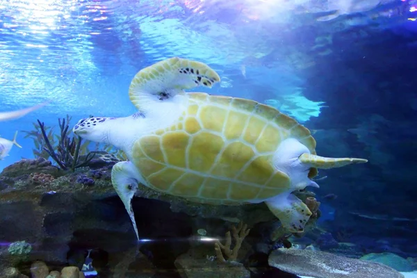 Groene zeeschildpad zwemmen — Stockfoto