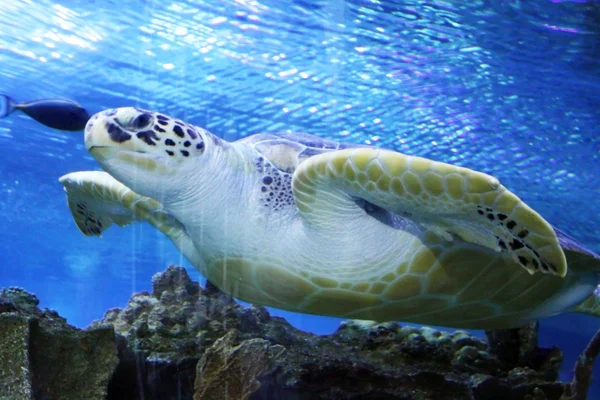 Groene zeeschildpad zwemmen — Stockfoto