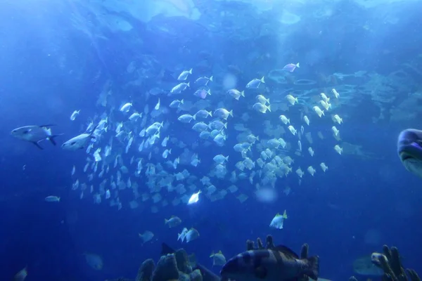 Великий критий акваріум з вибором різних морських тварин — стокове фото